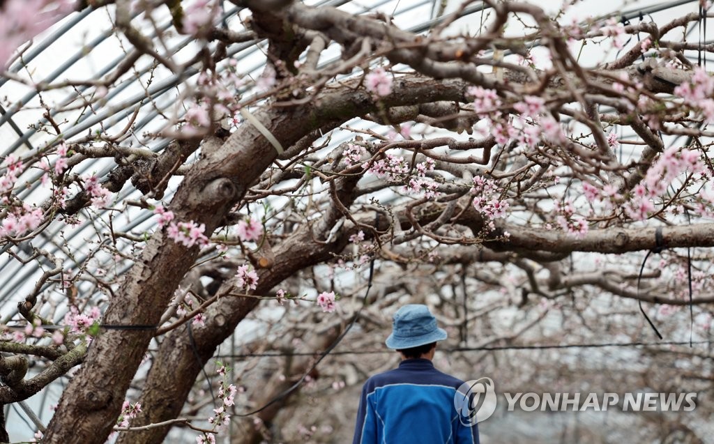 봄 향기 가득 품은 복사꽃