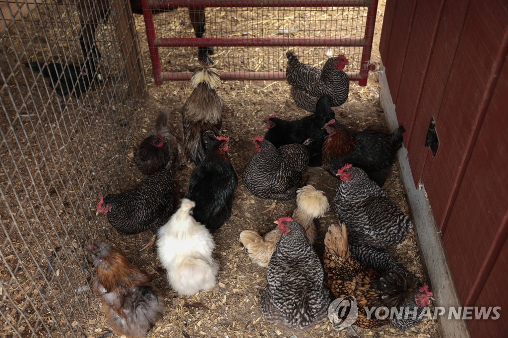 아일랜드서 사망 60대 사인 알고보니…키우던 닭에 공격받아
