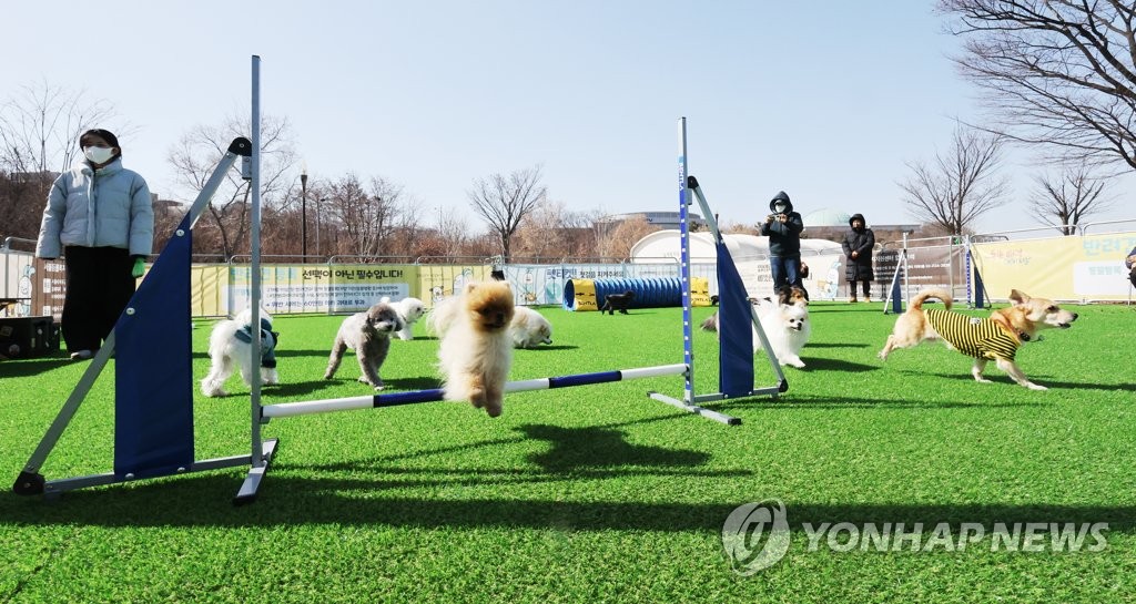 놀이가 즐거운 댕댕이들