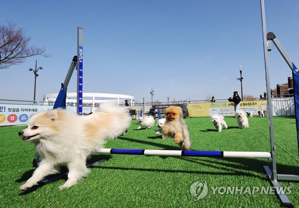 놀이가 즐거운 댕댕이들