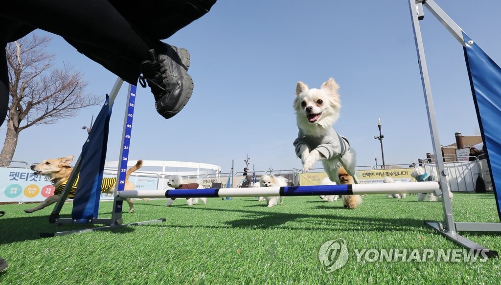 놀이가 즐거운 댕댕이들