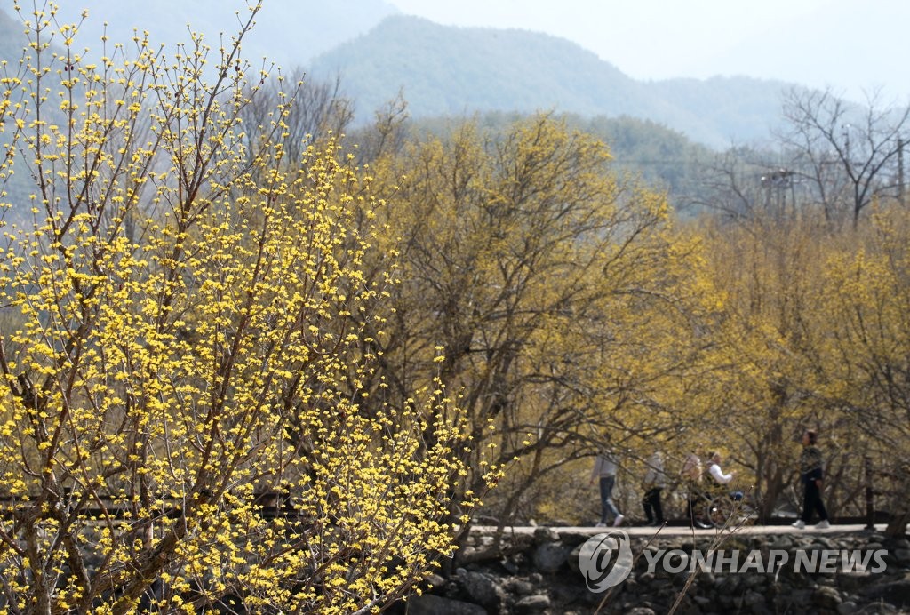 산수유꽃 핀 구례 반곡마을