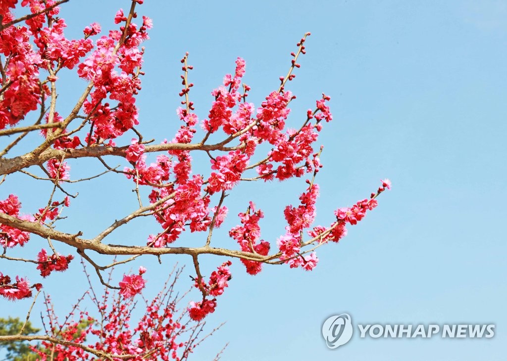 봄바람에 살랑이는 홍매화