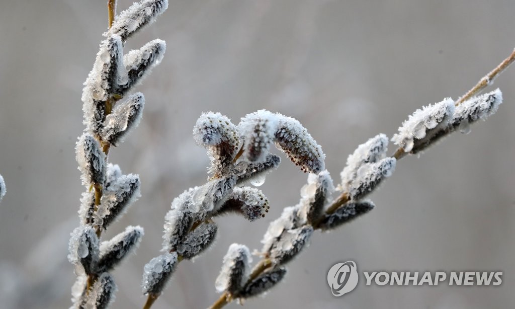 얼음 속에 갇힌 버들강아지