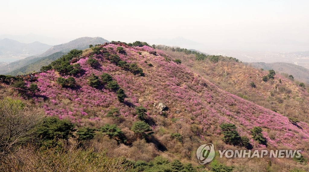 분홍빛 자태 뽐내는 강화 고려산 진달래 군락