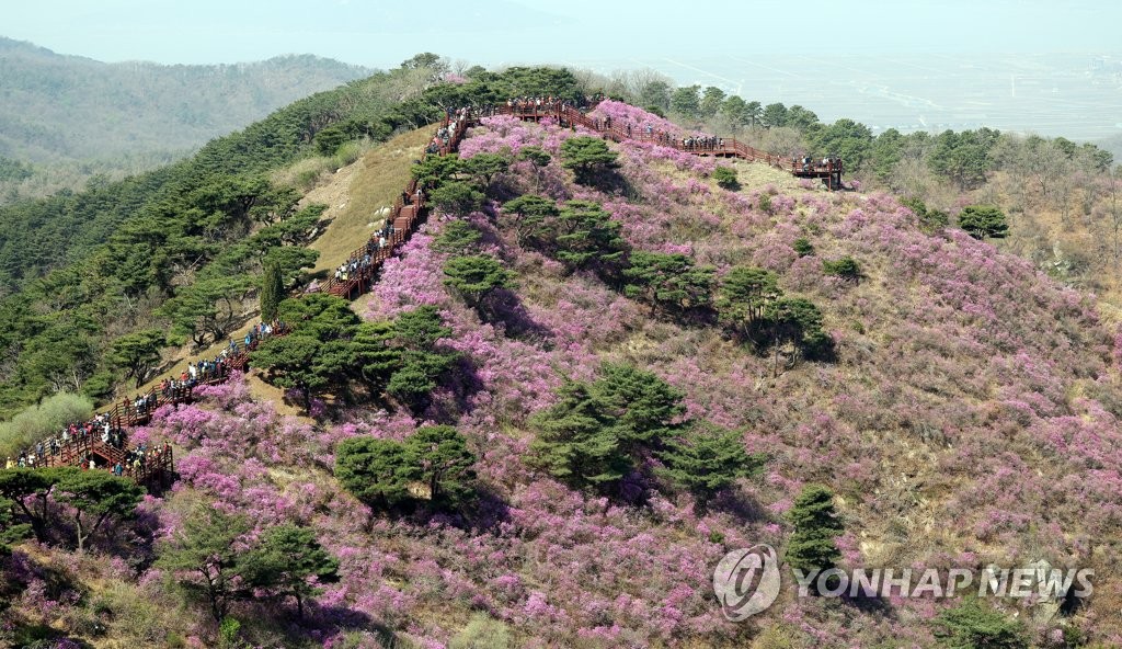 만개한 강화 고려산 진달래꽃