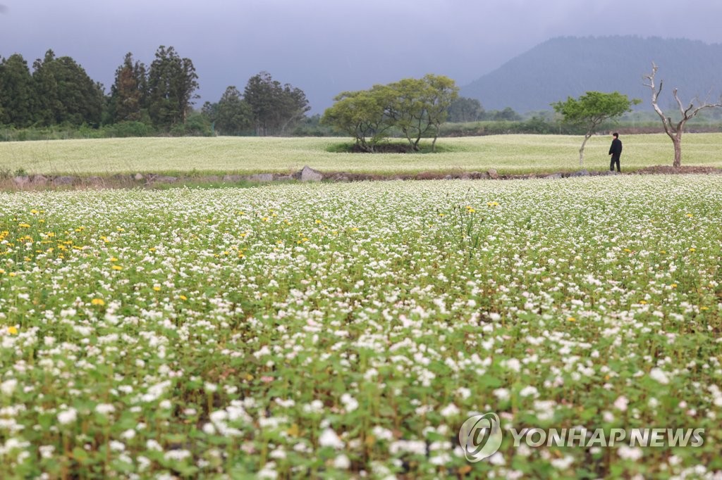 메밀 고장 제주, 봄·가을 두차례 메밀 재배한다