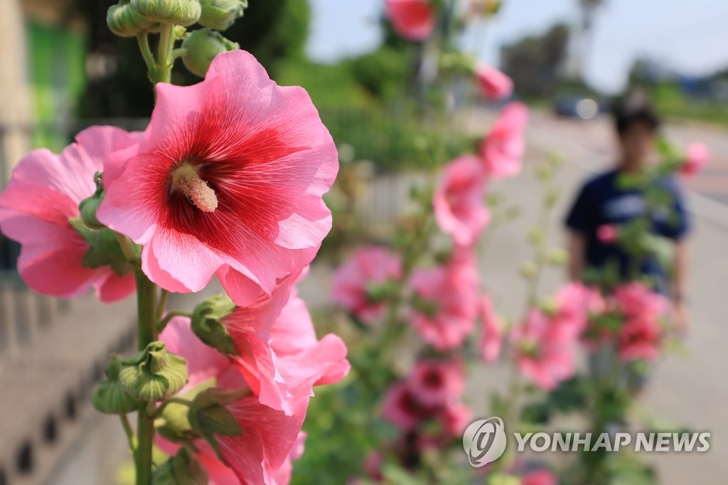 접시꽃 활짝 핀 제주