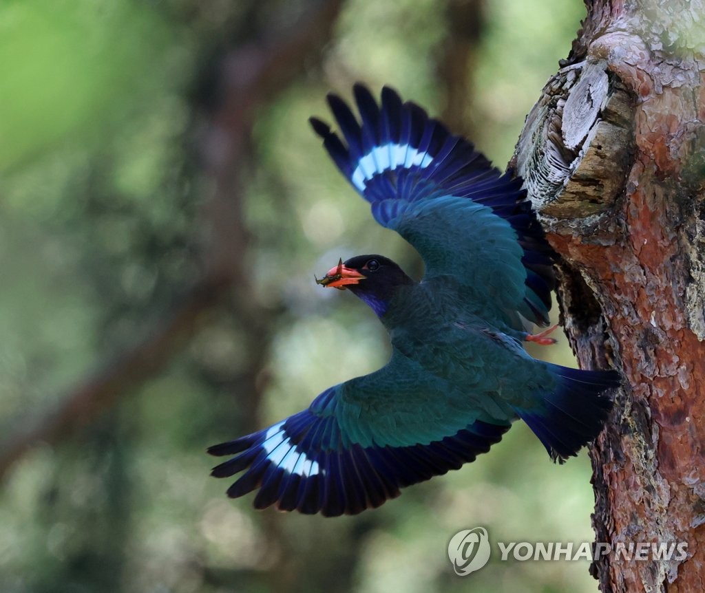 희망과 행운의 상징 파랑새
