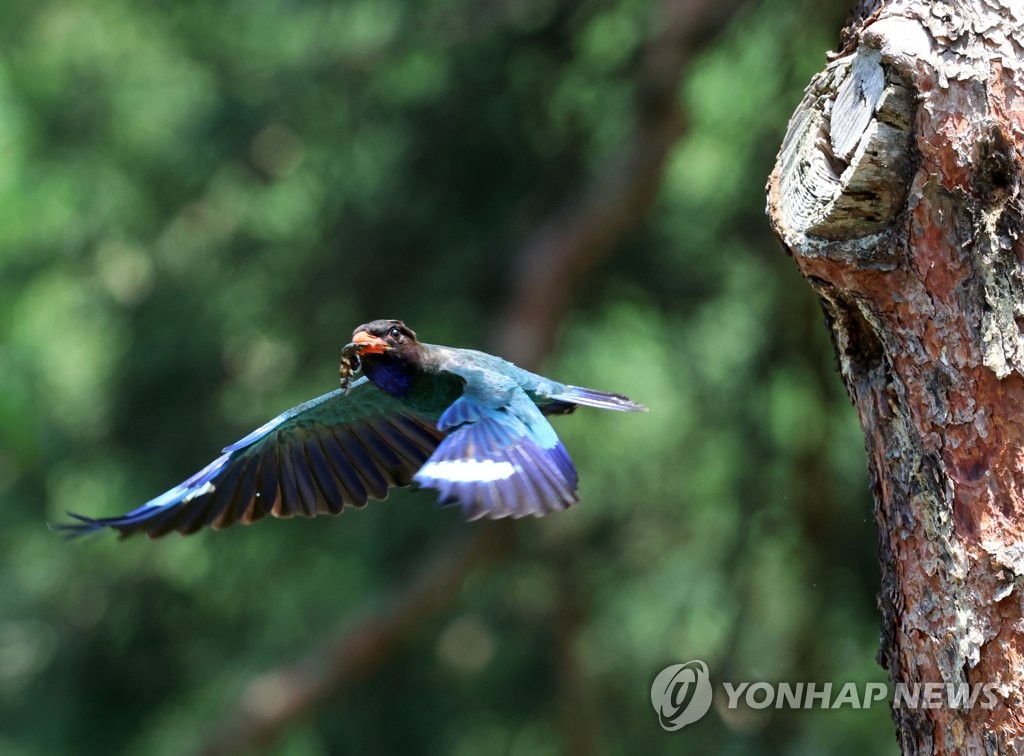 폭염 속 막바지 육추 중인 파랑새
