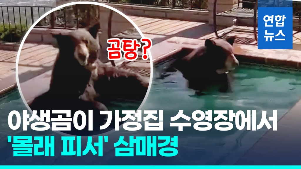 [영상] 땡볕에 가정집 수영장서 몰래 피서 즐긴 야생곰 시원하다