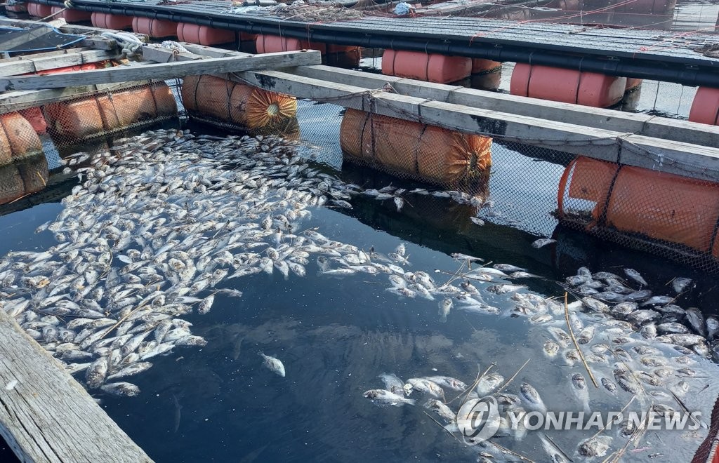 뜨거워진 바다…경남 양식장 어류 집단 폐사, 우럭 피해 집중