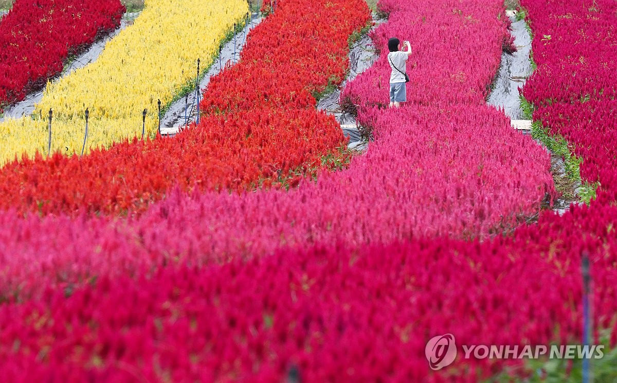 철원 고석정 꽃밭은 벌써 가을