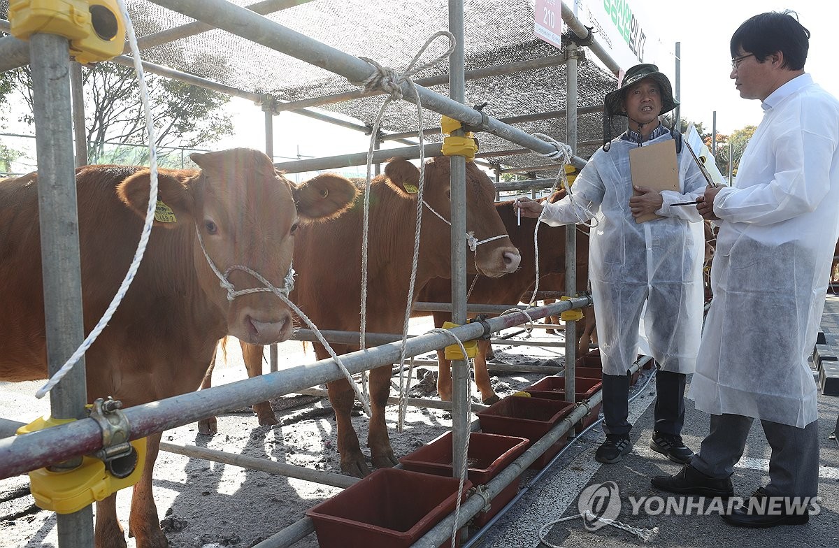 충남 대표 한우는…홍성서 좋은 가축 선발대회 열려
