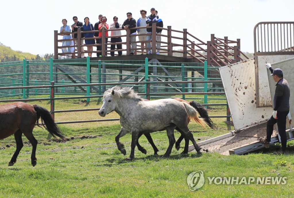 제주마도 겨울 채비 초원 방목지서 축산진흥원으로 이사