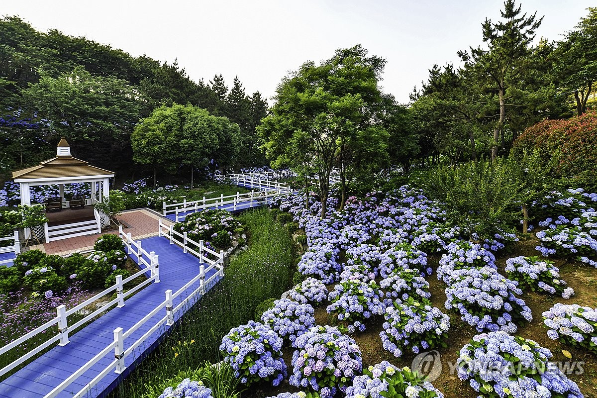 울산 남구 장생포의 수국 정원