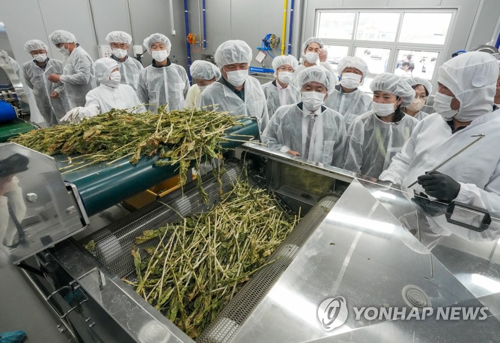 양구 대표 농특산물 시래기 수확 마무리 단계…내년 1월 출하