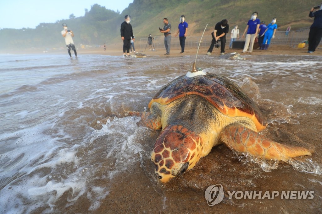 [다시! 제주문화] (75) 용왕 막내딸 거북에 막걸리·돼지고기 대접