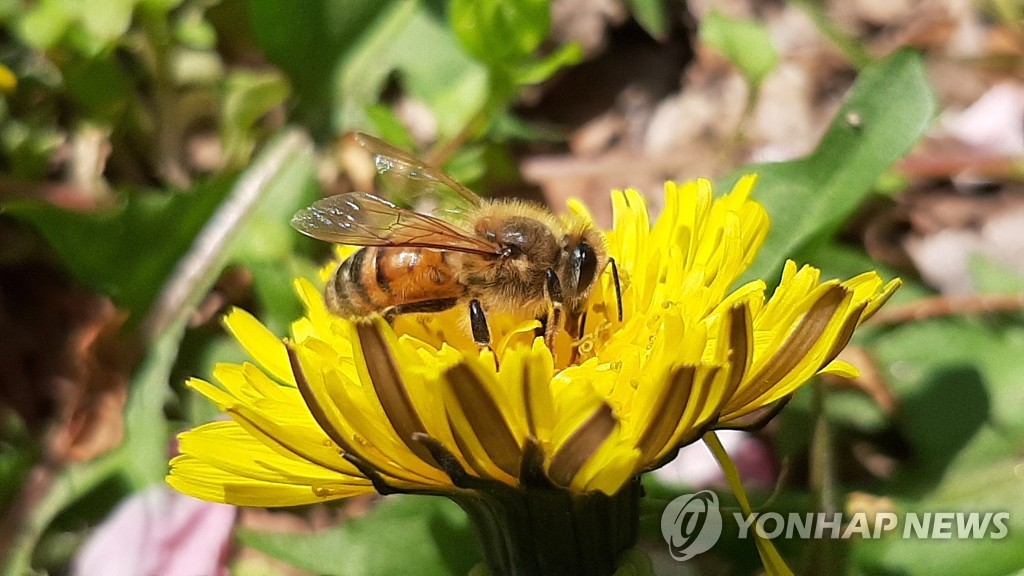 우수한 여왕벌 공급…농진청, 전남 영광 등 5곳에 증식장 건립