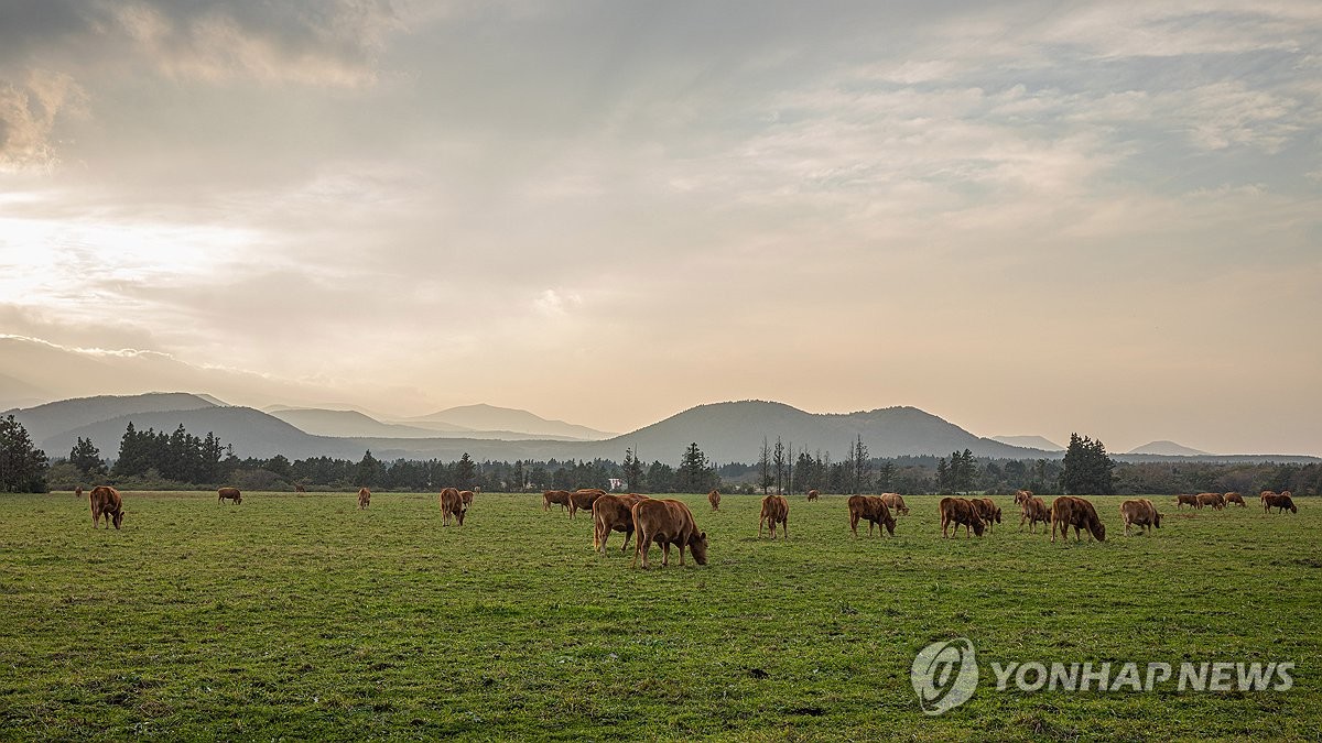 환경친화축산농장 제동목장 한우 방목