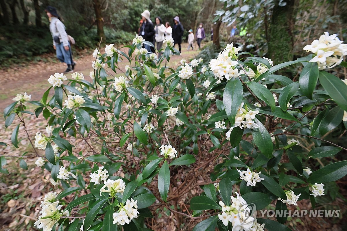 제주 곶자왈엔 백서향 향기 가득