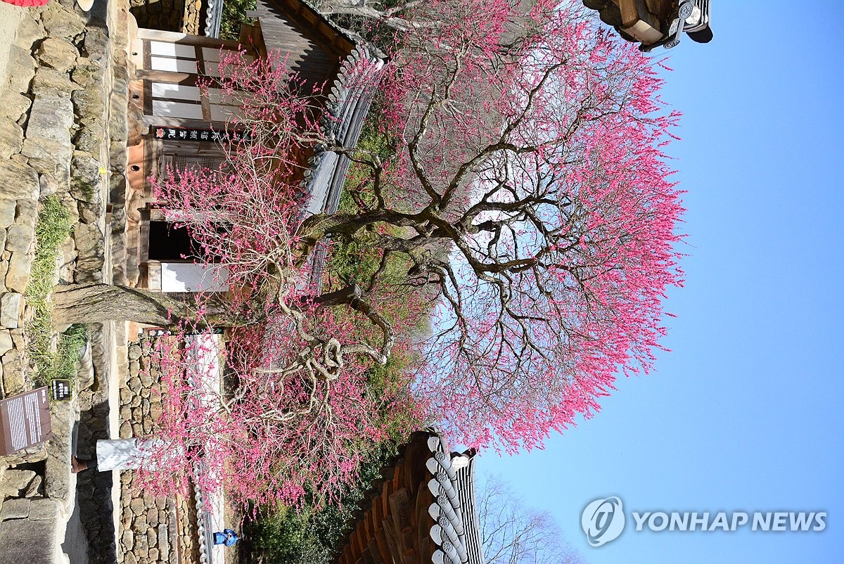 천연기념물 지리산 화엄매 만개