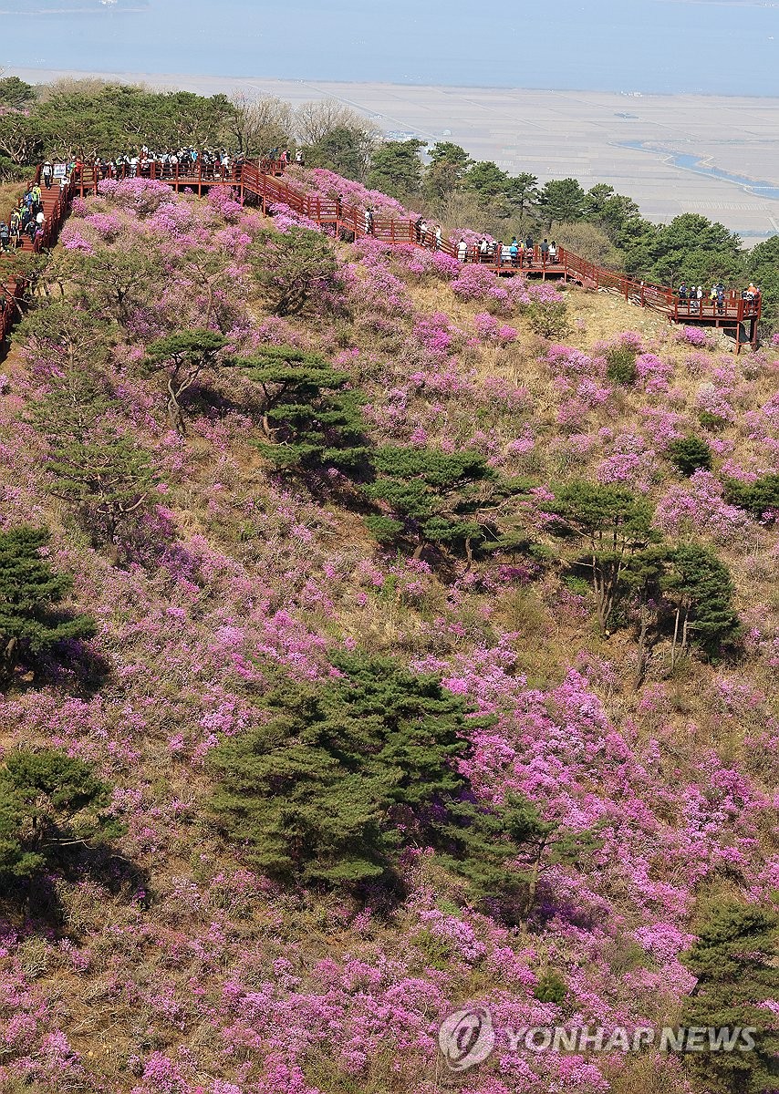 강화 고려산 분홍빛 진달래꽃 물결