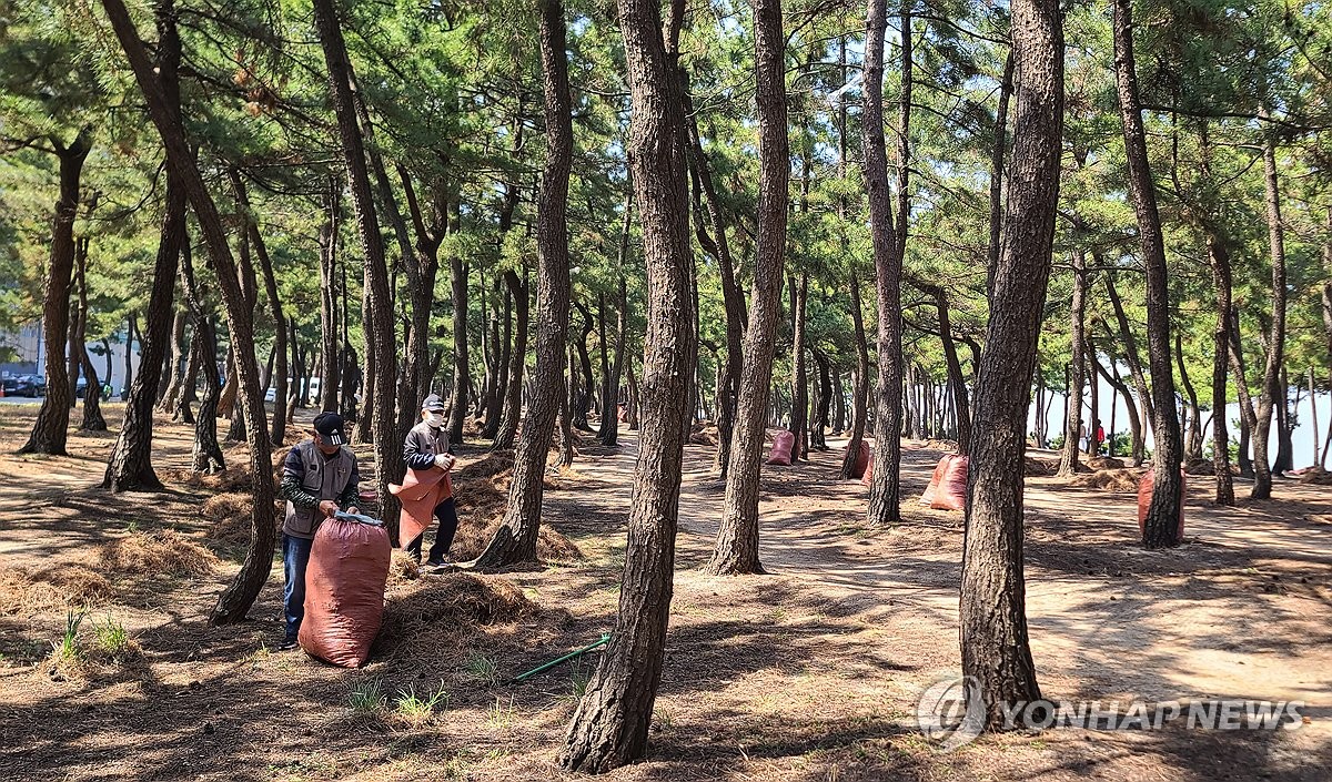 강릉 해안 송림 검불 제거 작업