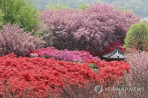 인생 사진 한 컷…전주 완산공원 꽃동산 인기 만발