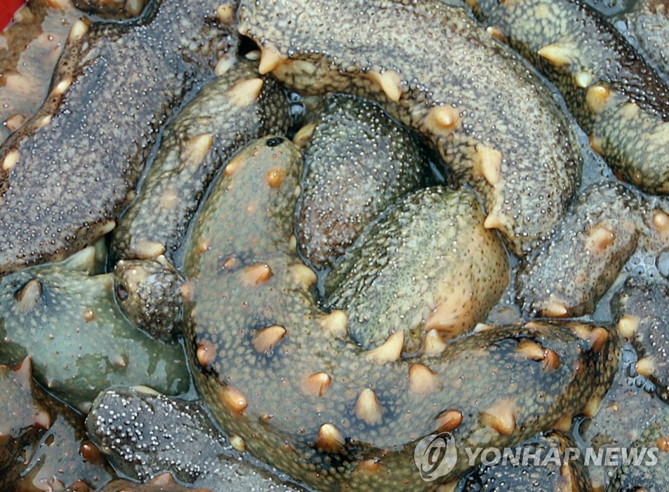보령 앞바다에 144억원 들여 해삼 서식·산란장 조성 추진