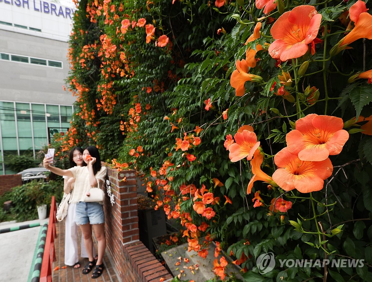 하지 앞두고 핀 능소화