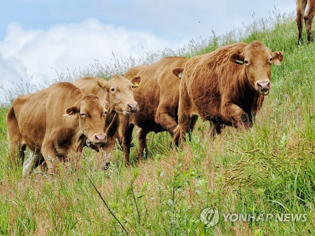금보다 비싼 우량 한우 정액 훔친 30대, 징역 1년 6개월
