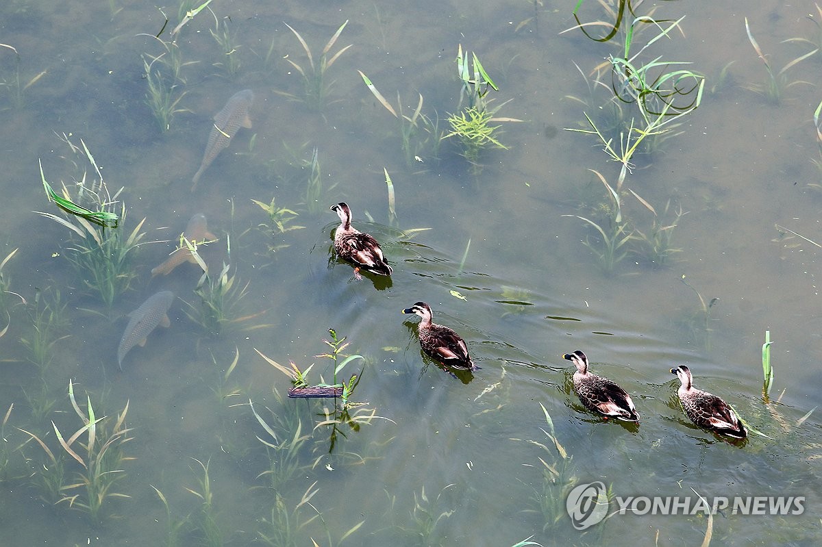 소양호 오리 가족과 붕어 가족의 만남
