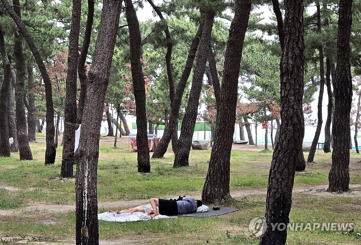 경포해변 송림에서 열대야 잊고 숙면
