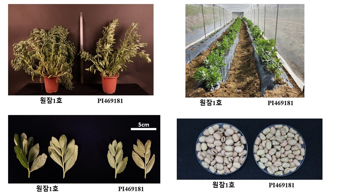 원자력연구원, 슈퍼 푸드 잠두 국산 1호 품종 개발