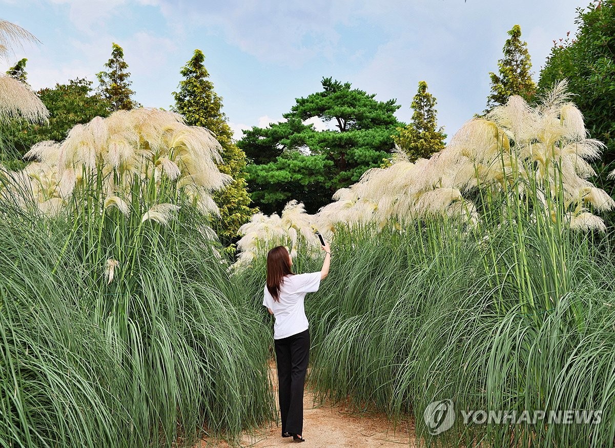 가을 온 느낌…태안 수목원에 팜파스그라스 활짝