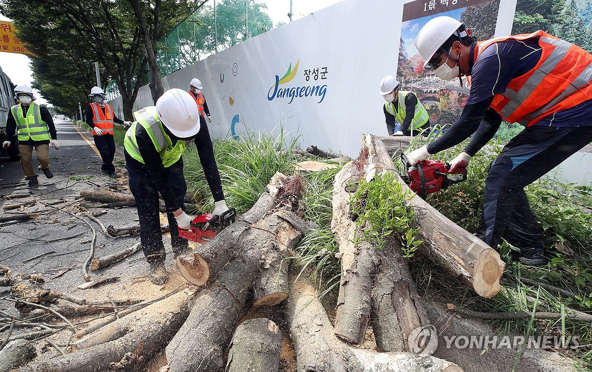안전사고 예방 광주 북구 고사목 제거