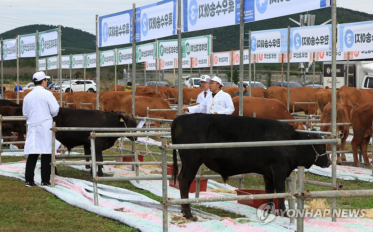 [서귀포소식] 제주 흑한우 축산물 박람회