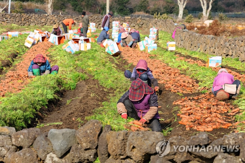 제주 당근공선회, 수확 인력 공동 운영 첫 시도