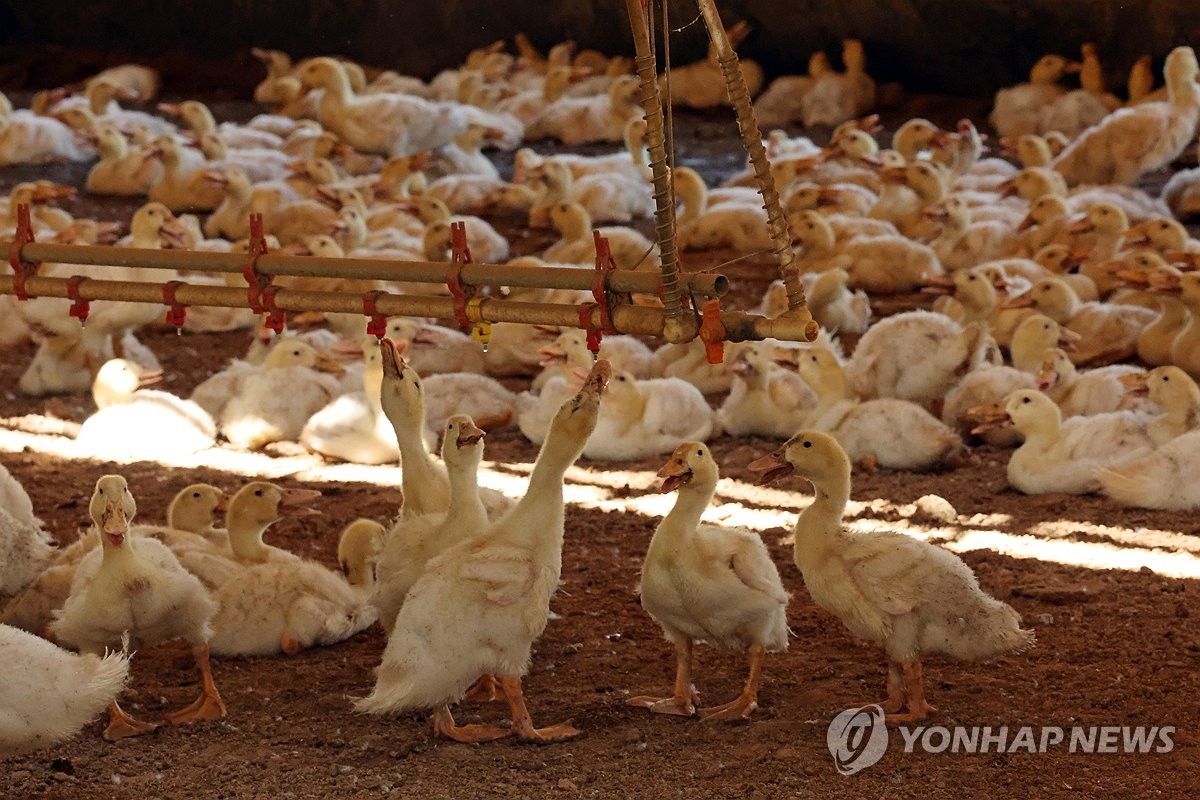 폭염에 닭·돼지·소 등 142만마리 폐사…보험금 210억원 지급