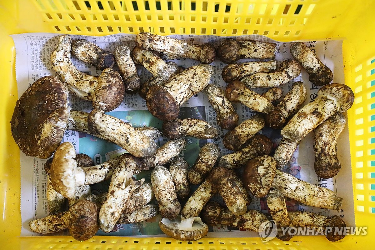 자연산 양양송이 공판 시작…1등급 ㎏당 111만원