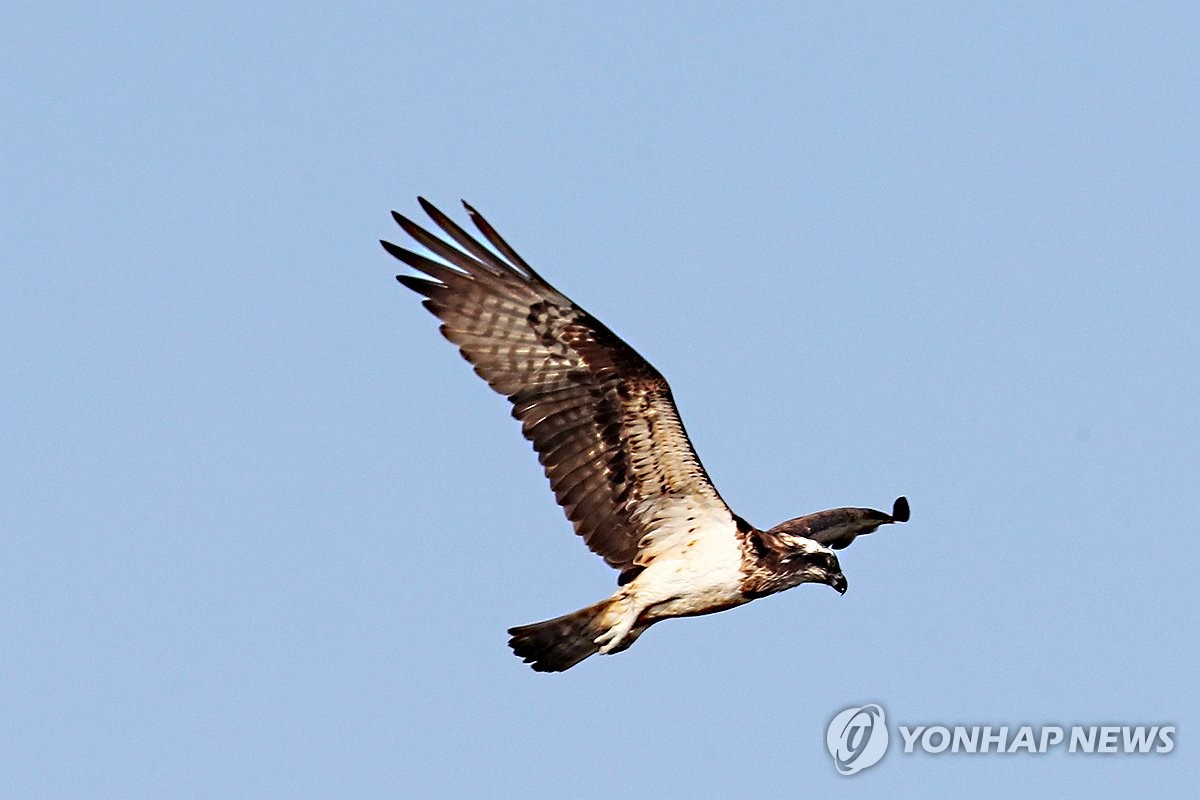물수리의 비상