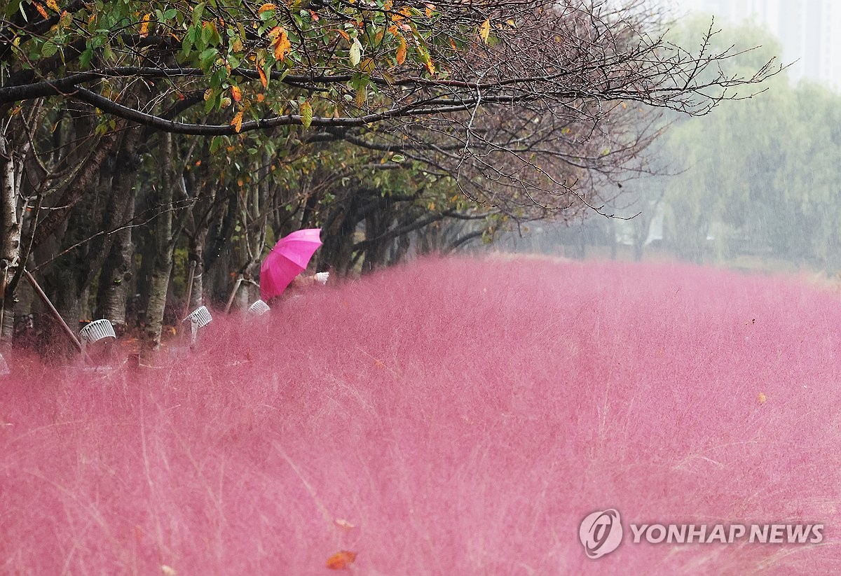 가을비와 핑크뮬리