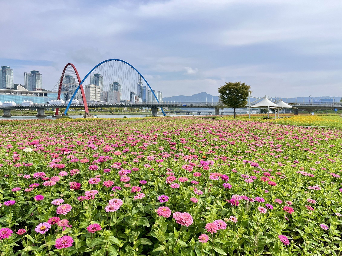 대전 3대 하천에 12만㎡ 규모 꽃단지 조성