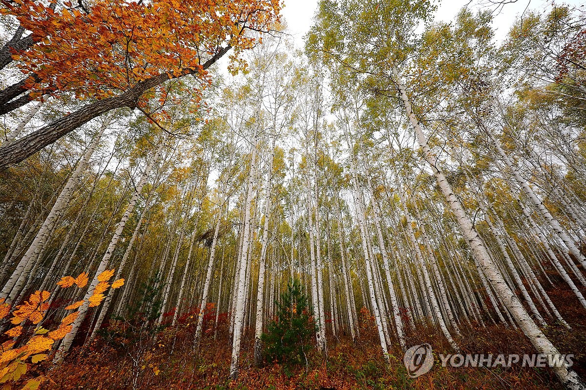 순백의 자작나무와 단풍의 조화