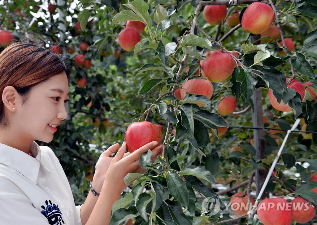 달고 과육 단단한 정선 사과 맛보세요…내달 2∼3일 축제