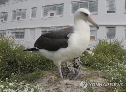 세계 최고령 야생새 74살 앨버트로스, 새 짝과 또 출산