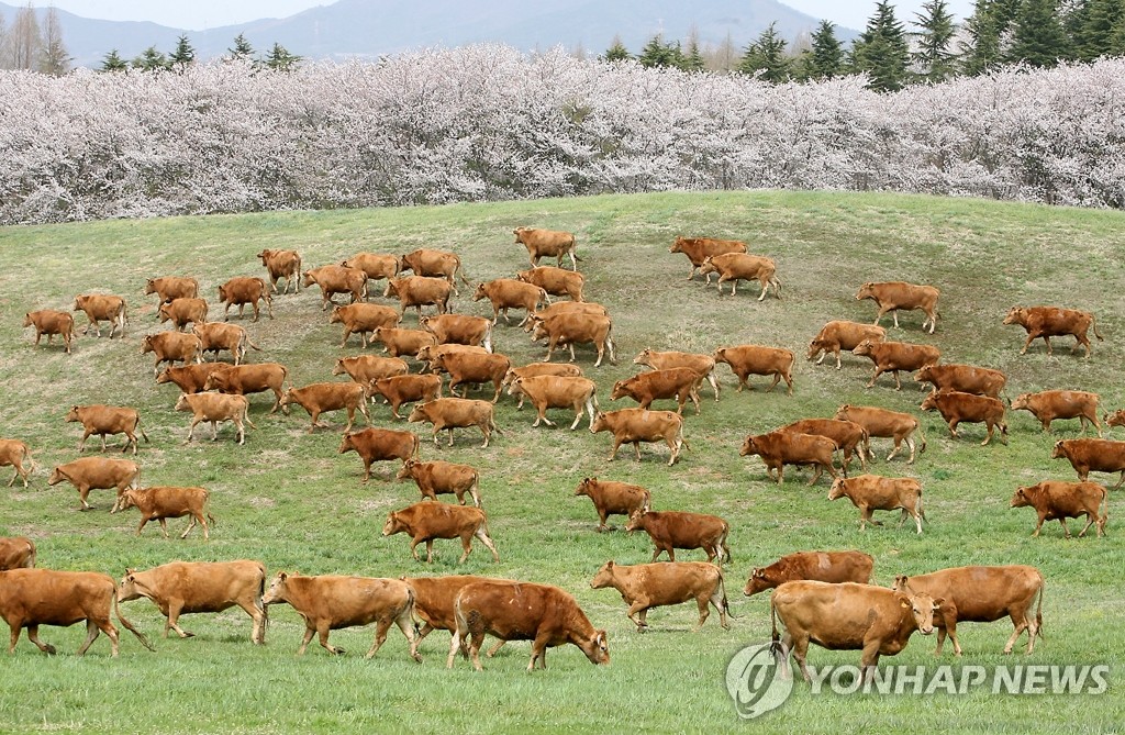 먹고 거닐고 즐기자…서산한우목장 인근에 한우특화거리 추진