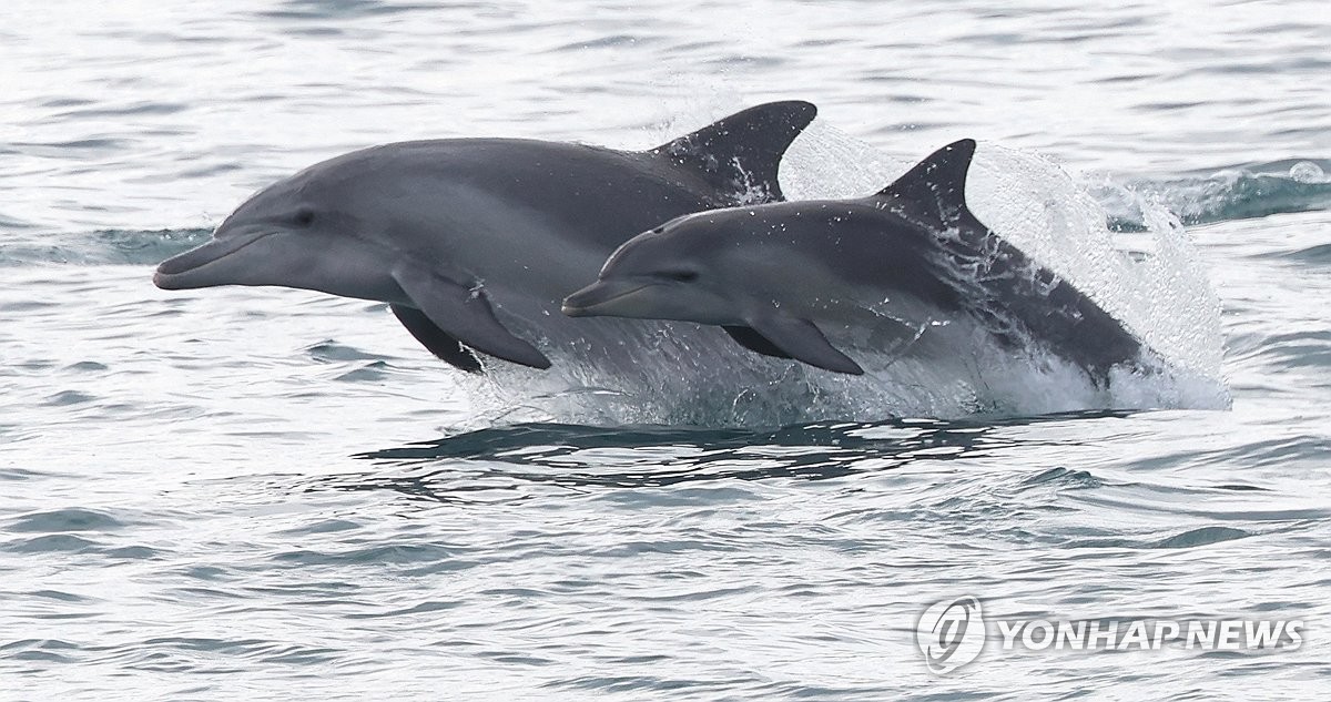 제주 고산 앞바다의 남방큰돌고래