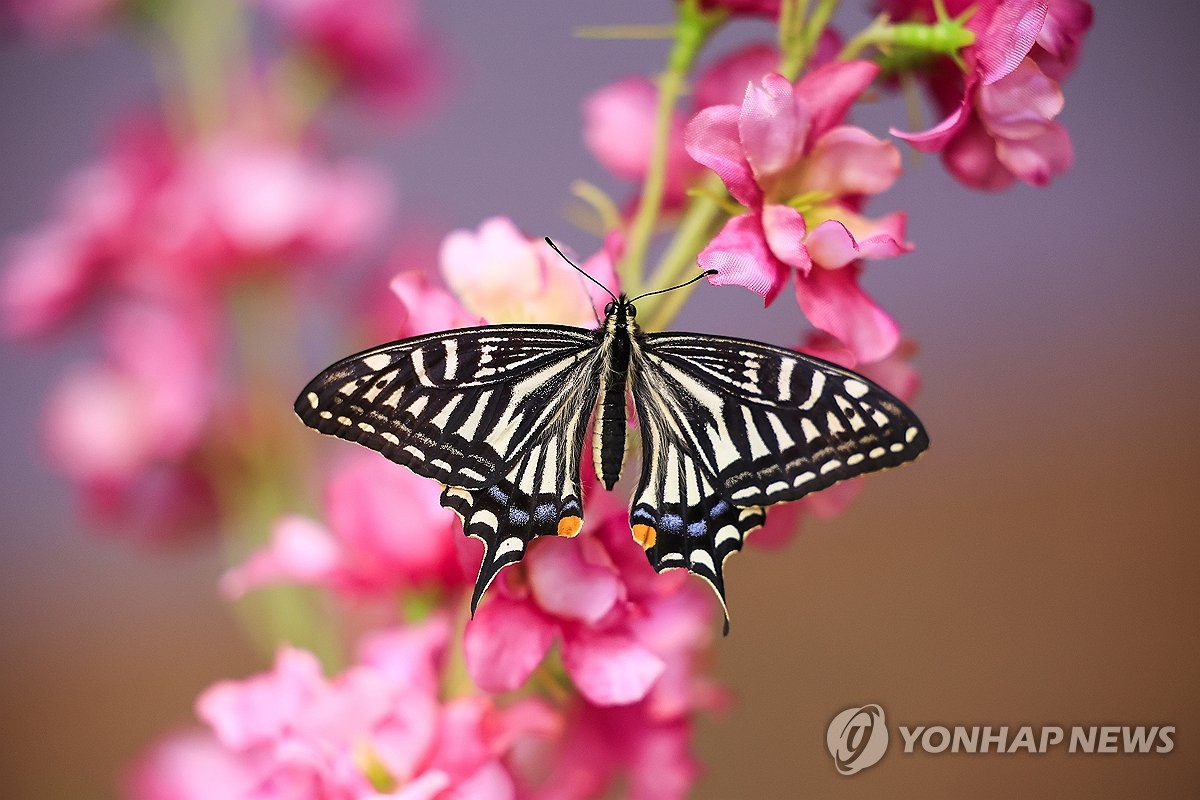 에버랜드 나비의 꿈꾸는 정원